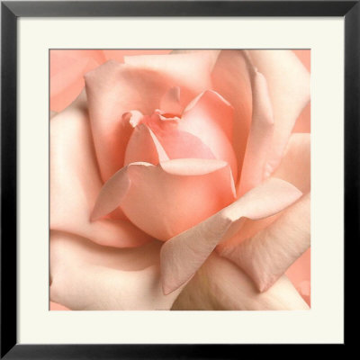 Pink Rose by Anna Scott Pricing Limited Edition Print image