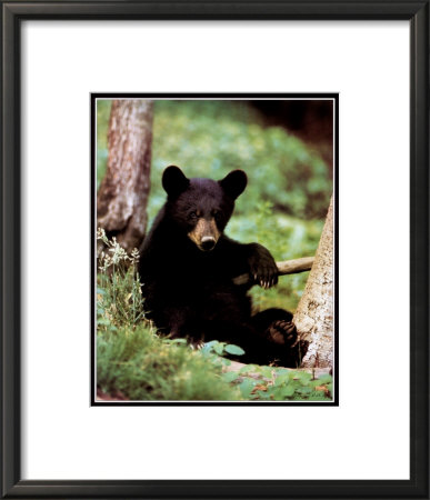 Black Bear Cub by Bill Lea Pricing Limited Edition Print image
