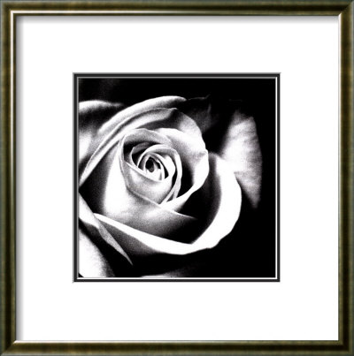 White Rose by Michael Banks Pricing Limited Edition Print image