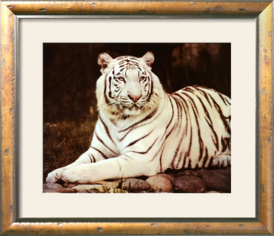 White Tiger Sitting by Ron Kimball Pricing Limited Edition Print image