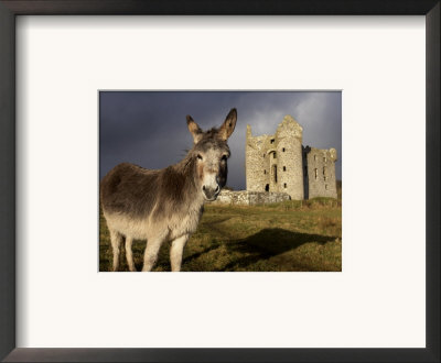 A Donkey Grazes In Front 17Th Century Monea Castle, County Fermanagh, Ulster, Northern Ireland by Andrew Mcconnell Pricing Limited Edition Print image
