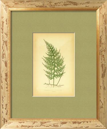 Fern Iii by Edward Lowe Pricing Limited Edition Print image
