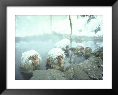 Japanese Macaques Sitting In Hot Spring In Shiga Mountains by Co Rentmeester Pricing Limited Edition Print image