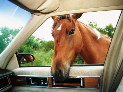 Wild Pony Sticking Its Head In Car Window, Bayberry Drive, Assateague Island State Park, Usa by Jeff Greenberg Pricing Limited Edition Print image