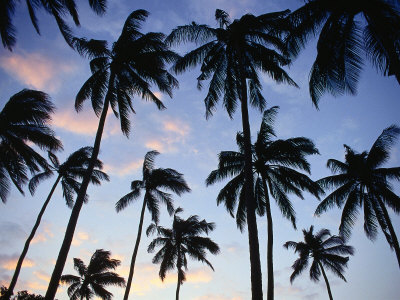 Palm Trees Silhouetted At Sunset On Senggigi Beach, Senggigi, Lombok, West Nusa Tenggara, Indonesia by Richard I'anson Pricing Limited Edition Print image