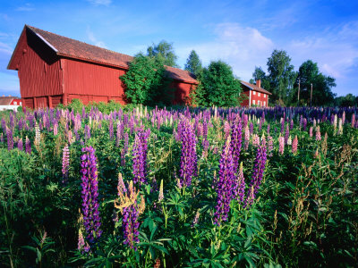 Field Of Flowering Lupins And Traditional Red Farm Building, Floda, Dalarna, Sweden by Anders Blomqvist Pricing Limited Edition Print image