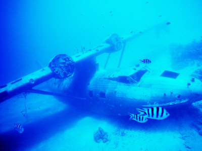 Catalina Flying Boat Wreck Underwater, French Polynesia by Michael Aw Pricing Limited Edition Print image