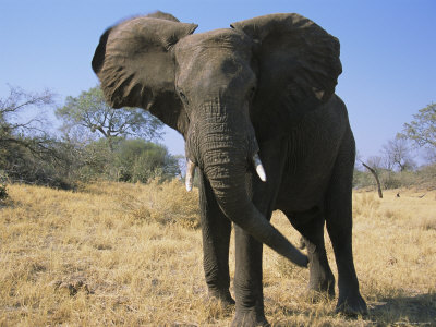 A Close View Of An African Elephant by Beverly Joubert Pricing Limited Edition Print image