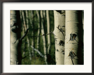 Close View Of Several Aspen Tree Trunks by Joel Sartore Pricing Limited Edition Print image