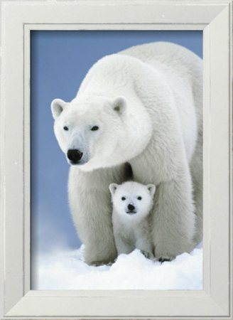 Polar Bears by Wayne R. Bilenduke Pricing Limited Edition Print image