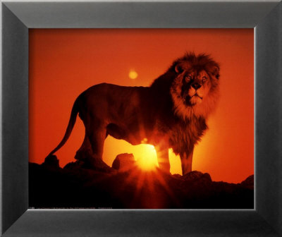 Lion At Sunset by Ron Kimball Pricing Limited Edition Print image