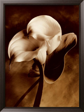 Lily In Pose by Sondra Wampler Pricing Limited Edition Print image