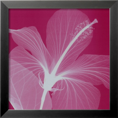 Silver Hibiscus by Steven N. Meyers Pricing Limited Edition Print image