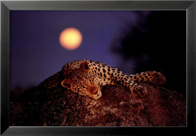 Leopard With Rising Moon by Thom Pricing Limited Edition Print image