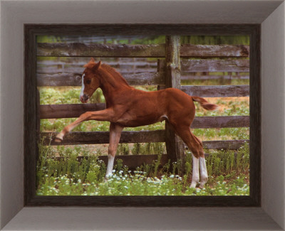 Colt by Sharon A. Eide Pricing Limited Edition Print image
