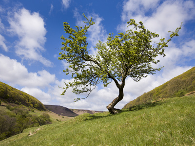 Hawthorn Tree Near The Hole Of Horcum, North Yorkshire Moors, Yorkshire, England, United Kingdom, E by Lizzie Shepherd Pricing Limited Edition Print image