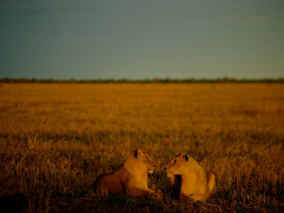 Two Lionesses Lie Close In What Appears To Be An Affectionate Pose On The Golden Savanna by Beverly Joubert Pricing Limited Edition Print image