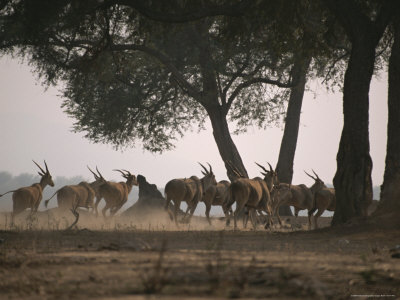A Herd Of Antelope Running by Beverly Joubert Pricing Limited Edition Print image