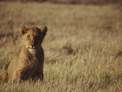 Young Subadult Male Lion In Savuti by Beverly Joubert Pricing Limited Edition Print image