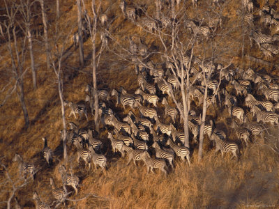 A Herd Of Plains Zebras Traveling In Chobe National Park by Beverly Joubert Pricing Limited Edition Print image