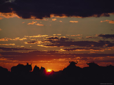 Silhouetted Wildebeests At Sunset by Beverly Joubert Pricing Limited Edition Print image