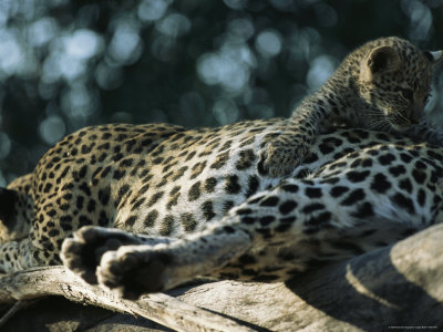 A Leopard Cub, Panthera Pardus, Crawls Over Its Resting Mother by Beverly Joubert Pricing Limited Edition Print image