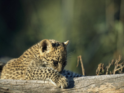 A Leopard Cub, Panthera Pardus, Explores Its World by Beverly Joubert Pricing Limited Edition Print image