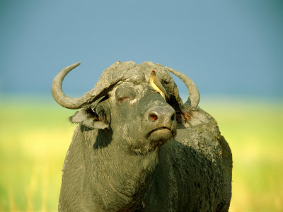 Cape Buffalo With A Yellow-Billed Oxpecker by Beverly Joubert Pricing Limited Edition Print image