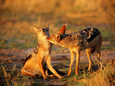 Jackals Grooming by Beverly Joubert Pricing Limited Edition Print image