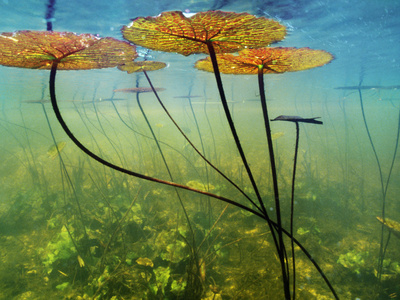 Water Lilies, Okavango Delta, Botswana by Frans Lanting Pricing Limited Edition Print image