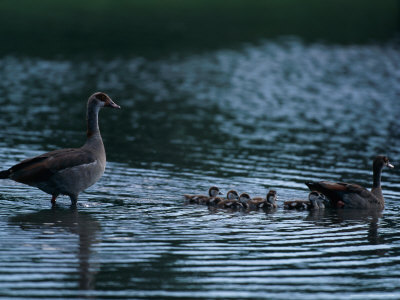 Egyptian Geese With Young by Beverly Joubert Pricing Limited Edition Print image