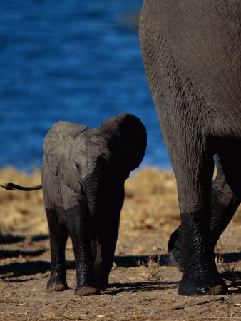 Baby African Elephant With Parent by Beverly Joubert Pricing Limited Edition Print image