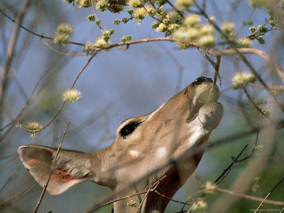 Antelope Eating Tree Buds by Beverly Joubert Pricing Limited Edition Print image