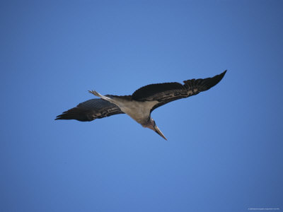 A Marabou Stork In Flight by Beverly Joubert Pricing Limited Edition Print image