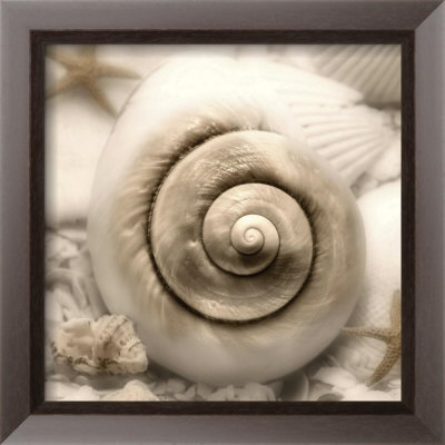 Iridescent Seashell I by Donna Geissler Pricing Limited Edition Print image