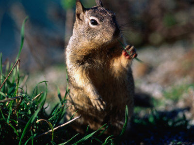 Squirrel, Usa by Michael Aw Pricing Limited Edition Print image