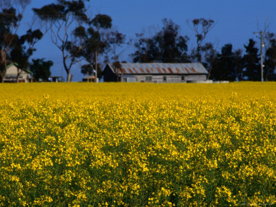 Canola Field With Shed And Farm House, Victoria, Australia by Bernard Napthine Pricing Limited Edition Print image
