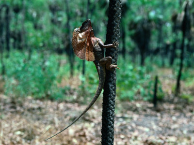Frill-Necked Lizard (Chlamydosaurus Kingi) Hugging Tree., Australia by David Curl Pricing Limited Edition Print image