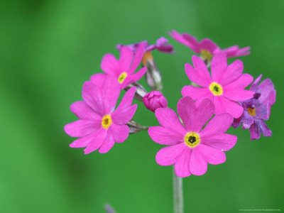 Birds Eye Primrose, Flowers, Estonia by Niall Benvie Pricing Limited Edition Print image