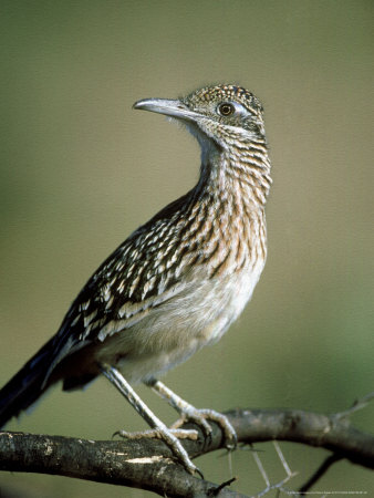 Greater Roadrunner, Adult, Mexico by Patricio Robles Gil Pricing Limited Edition Print image