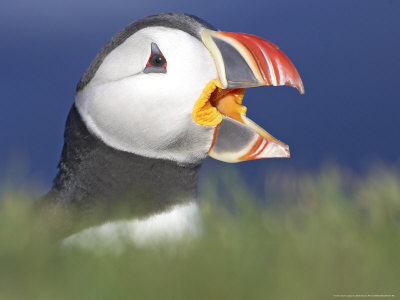 Atlantic Puffin, Close-Up Of Adult Calling, Iceland by Mark Hamblin Pricing Limited Edition Print image