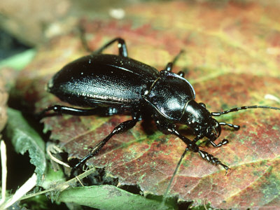 Violet Ground Beetle, Oxon, Uk by Oxford Scientific Pricing Limited Edition Print image