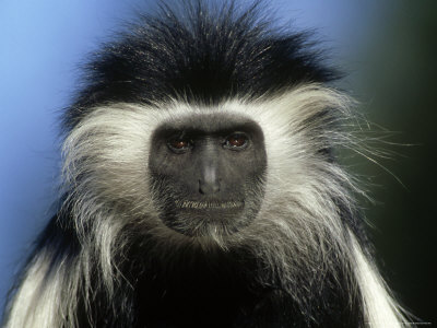Black And White Colobus Monkey by Brian Kenney Pricing Limited Edition Print image