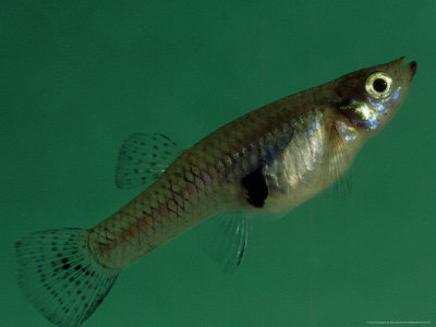 Eastern Mosquitofish, Female, Florida by Brian Kenney Pricing Limited Edition Print image