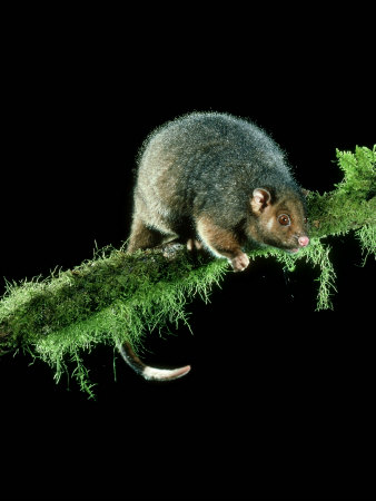 Common Ringtail Possum, Lamington National Park, Australia by Lloyd Nielsen Pricing Limited Edition Print image