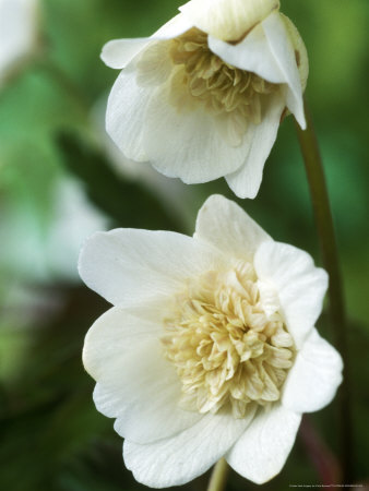 Anemone Nemorosa (Vestal) by Chris Burrows Pricing Limited Edition Print image