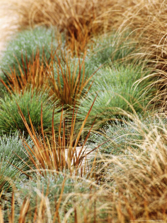 Festuca Elihah Blue, Libertia Formosa And Carex Flagellifera, Selection Of Ornamental Grasses by Fiona Mcleod Pricing Limited Edition Print image