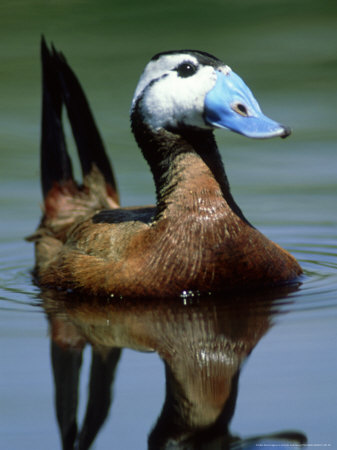 White Headed Duck, Male, Spain by Antinolo Jorge Sierra Pricing Limited Edition Print image