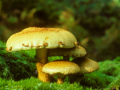 Honey Fungus, Armillaria Mellea by David Boag Pricing Limited Edition Print image