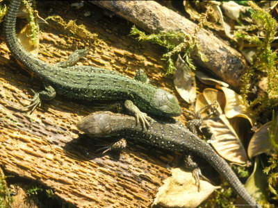 Sand Lizards, Male And Female by David Boag Pricing Limited Edition Print image